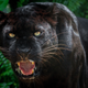 Illustration for article titled T’Challa’s Cousins? Scientists Photograph Rare Black Leopard for First Time in Over 100 Years